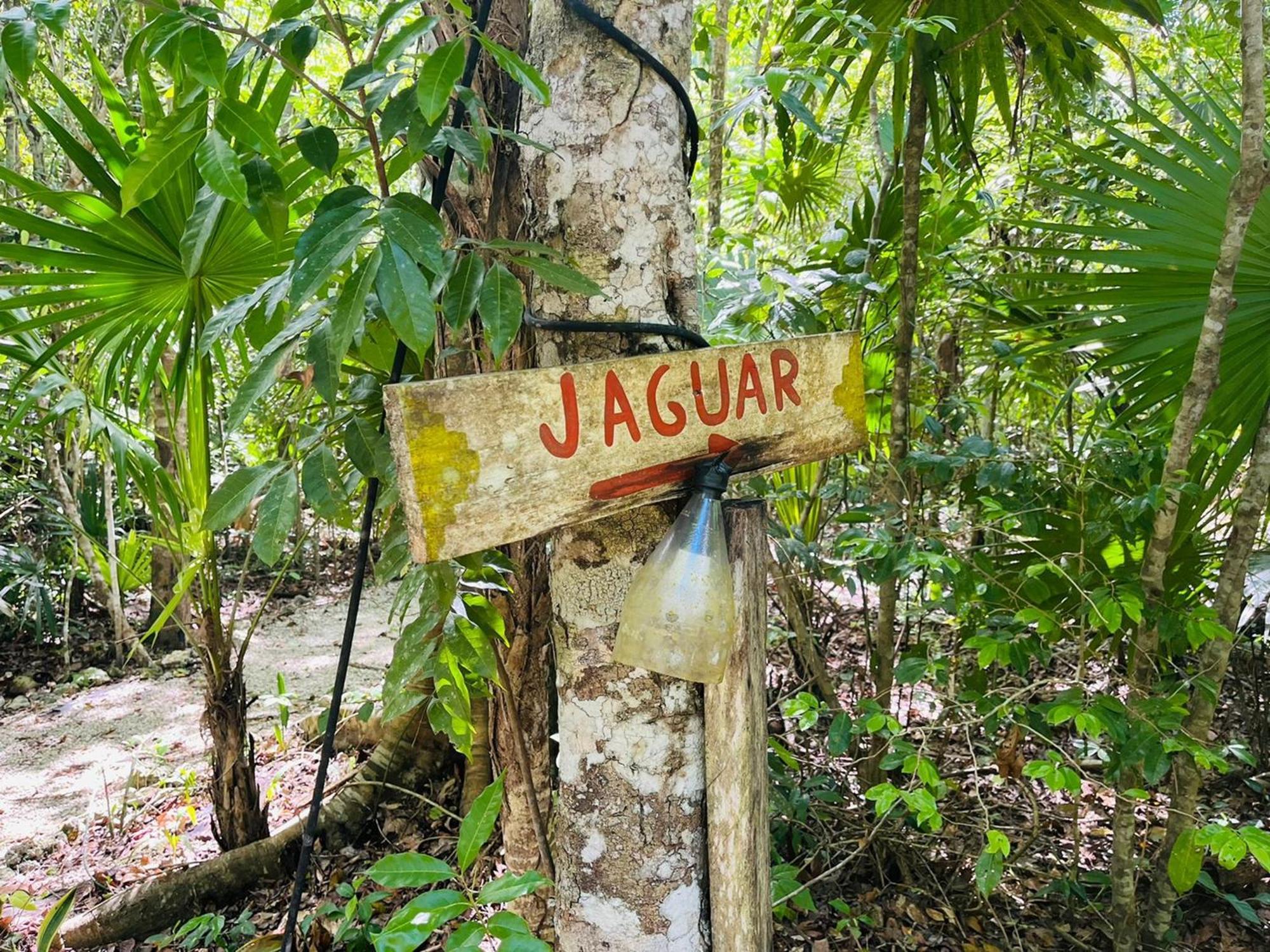 Jolie Jungle Eco Hotel (Adults Only) Leona Vicario Rom bilde